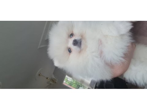 Pomeranian boo köpeğimiz