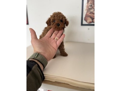 700 gr 4 aylık kore micro tea cup poodle