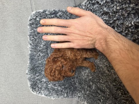 Mini boy toy poodle