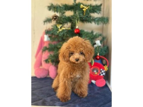 Mini poodle 1.4 kg