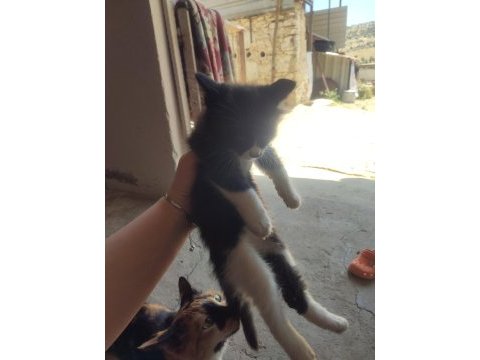 Kedimize kalıcı yuva