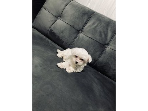 2 aylık maltese terrier