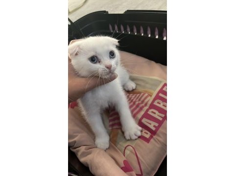 Scottish fold yavru
