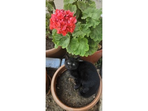 Simsiyah lekesiz yeşil gözlü british shorthair