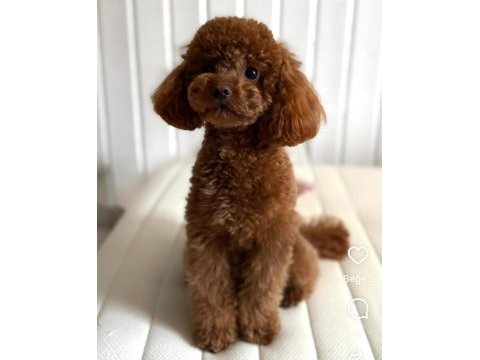 Kore teacup poodle yetişkin erkek
