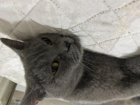 Dişi british shorthair cinsi