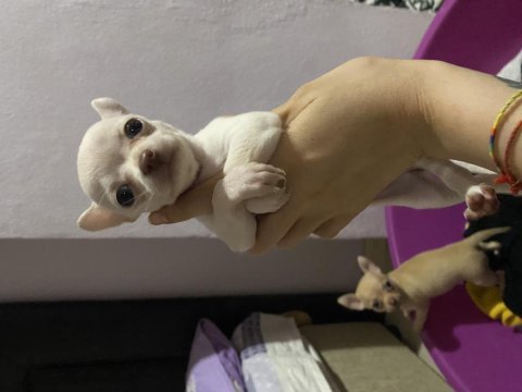 Acil sahiplendiriyorum chihuahua köpeklerimi