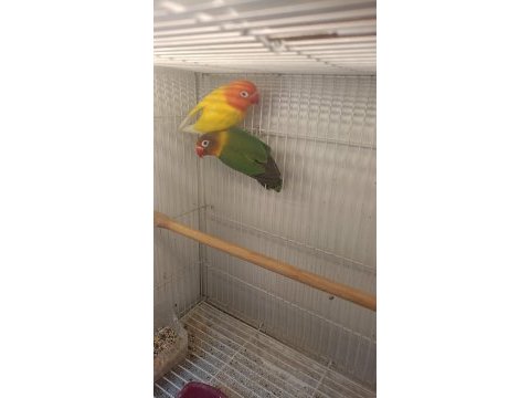 Cennet sevda papağanları çok güzel renkleri canlı parlak
