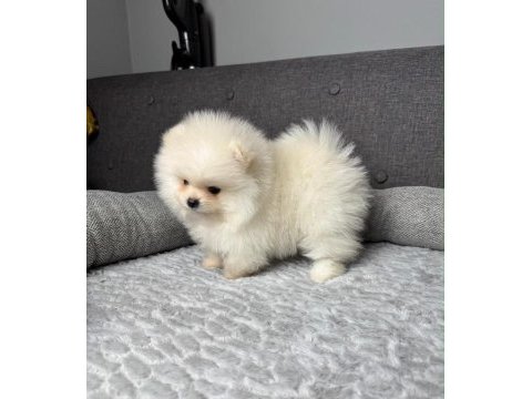 Pomeranian bebek köpeklerimiz