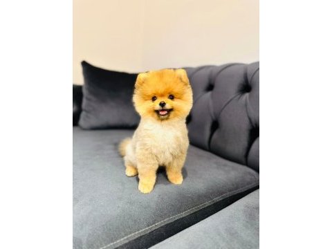 Pomeranian boo