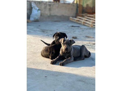 Cane corso köpeği yavrularımız