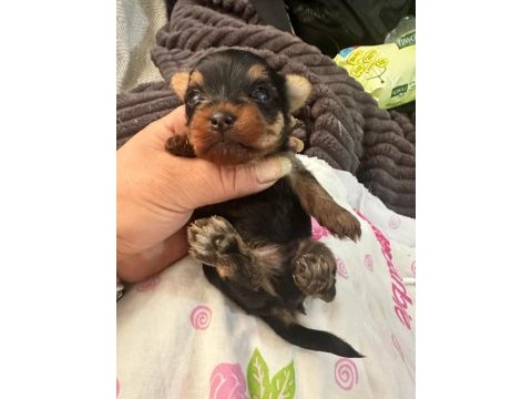 Teacup mini yorkshire terrier yavruları