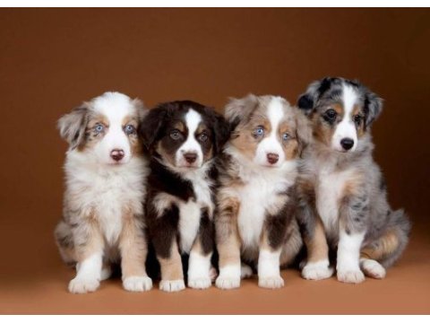 Border collie yavrularımız evinizin neşesi olacaktır