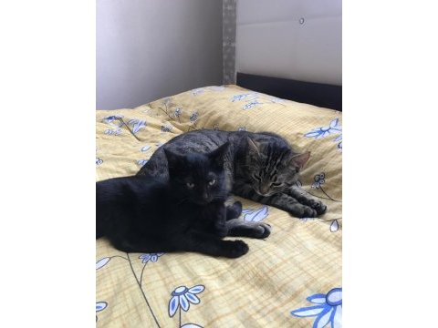 2 aylık kedimize geçici yuva