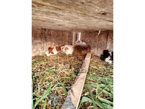 Ele alıştırmalık ginepig yavrular