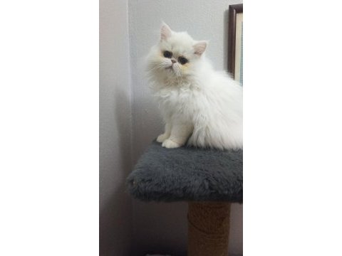 Safkan iran persian yavrular