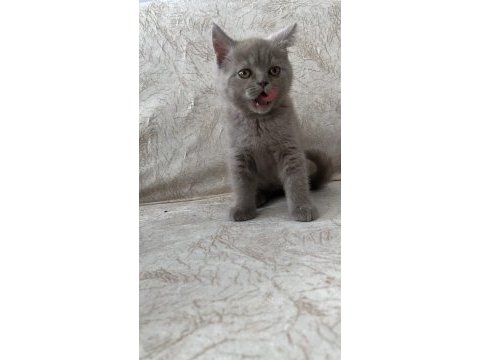 British shorthair yavrular