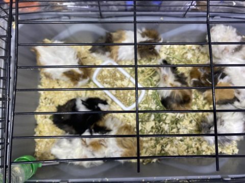 Ginepig yavrularımız