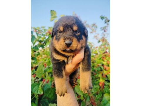 Koca kafa küt burun rottweiler yavruları