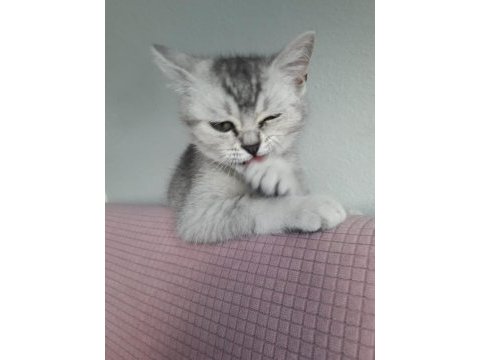 British shorthair yavru erkek kedimiz yeni 3 aylık