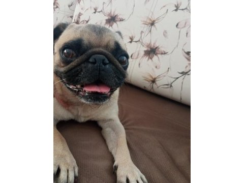 5 yaşında kızım için yuva pug