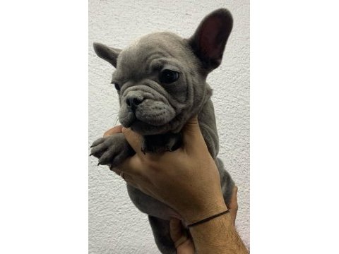 Güzeller güzeli french bulldog bebeklerimiz