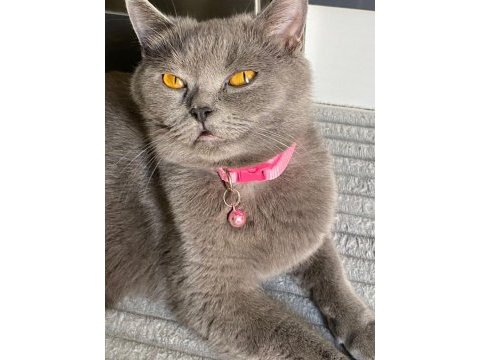 British shorthair bir yaşında