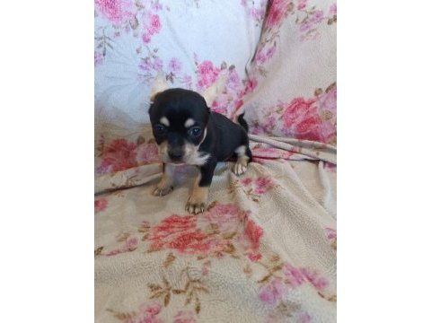 Dişi chihuahua