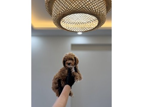 Toy poodle wc pet eğitimli yavrumuz yeni yuvasına hazır