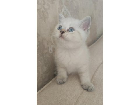 Güzeller güzeli bir bebek kedimiz