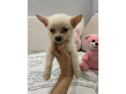 Minyatür pomeranian spitz yavrumuz