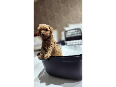 Micro teacup toy poodle yavrular teslime hazır ev ortamı