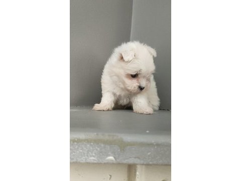 Harika maltese bebekler