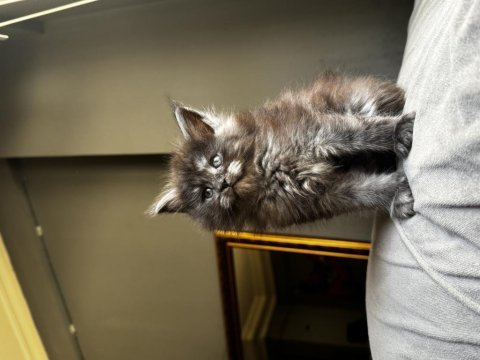 Xxl şampiyon baba dan maine coon yavruları
