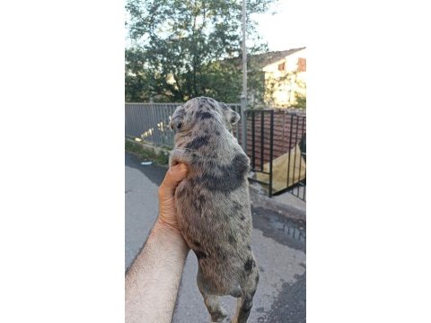Anne altından muhteşem ırk güzeli french bulldog yavrular