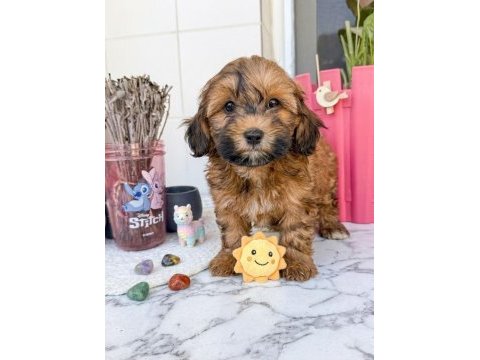 Uygun çikolata maltipoo