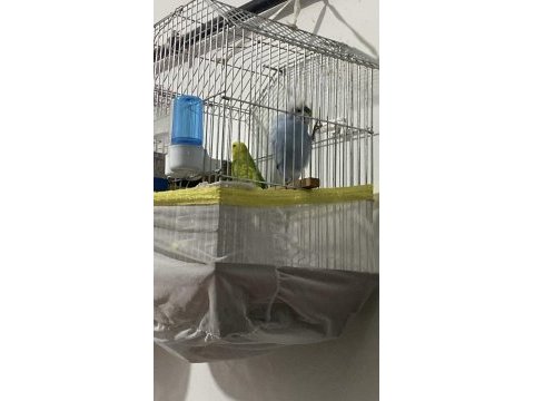 Çift muhabbet kuşu yuva hazırlığına başladılar