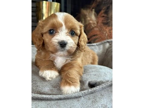 Cavapoo bebeklerimiz üst kalite