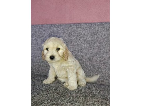 Toy poodle ve charles ten cavapoo