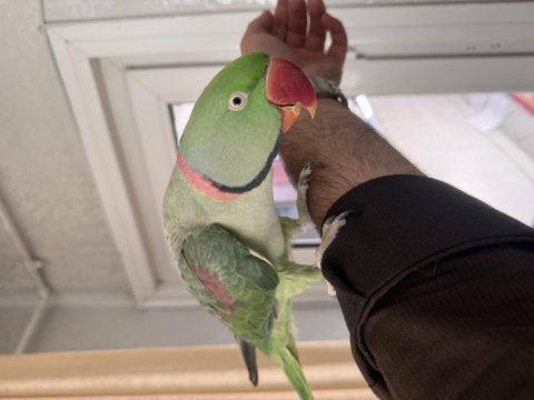Bayram şekeri iskender papağanımız