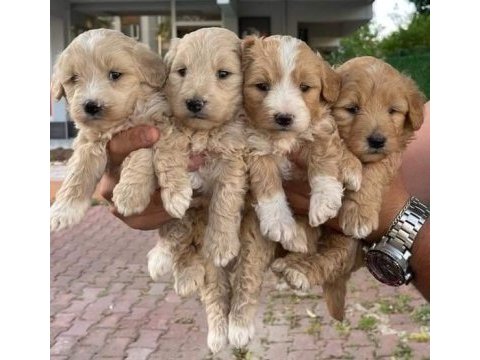 Orijinal kilo garantili maltipoo bebekler