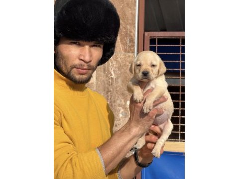 Labrador bebeklerimiz