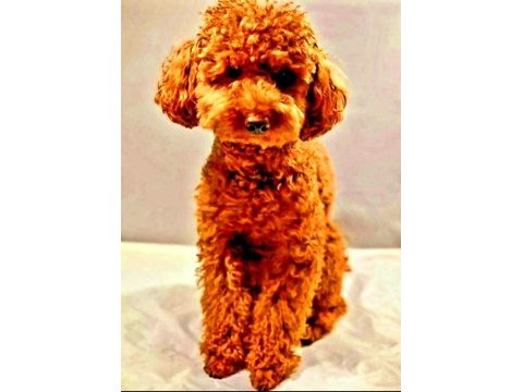 Toy poodle yavrularında son nokta
