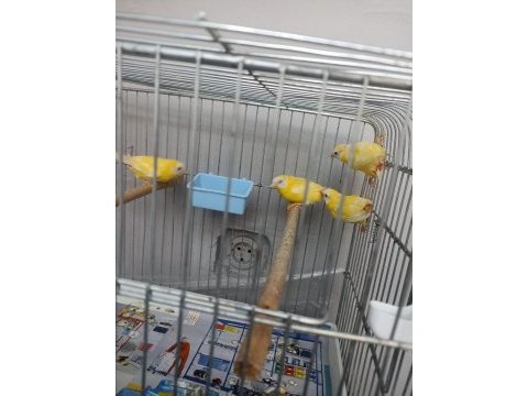 Cinnemon mavi yüz parrot lar