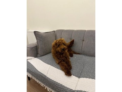 6 aylık toy poodle