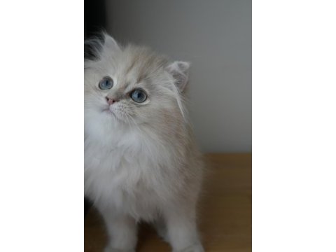 Safkan lilac golden british longhair erkek bebek
