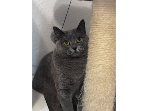 2 yaşında british shorthair
