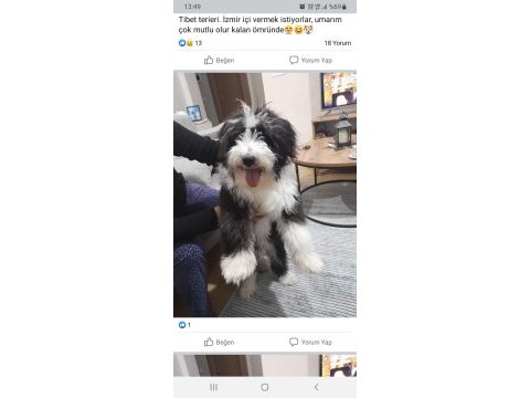 Tibet terrier harika ırk