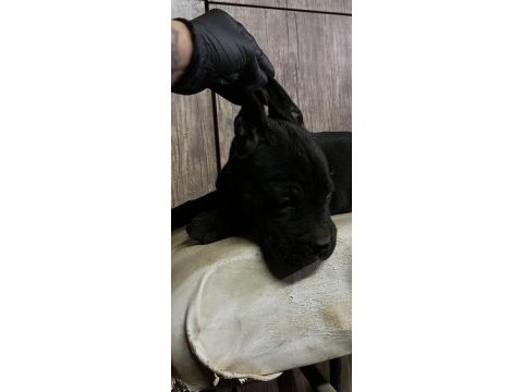 Saf kan cane corso yavrular