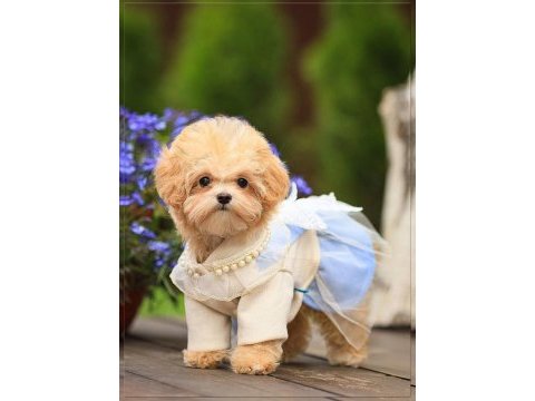 Yuva bekleyen kore maltipoo 